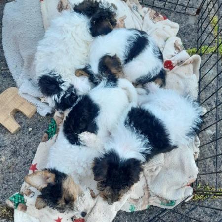 Image 5 of Wire Haired Fox Terrier puppies for sale/now all sold
