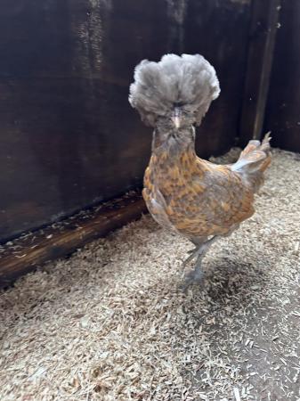 Image 1 of Young bantam hens, variety of colours and breeds