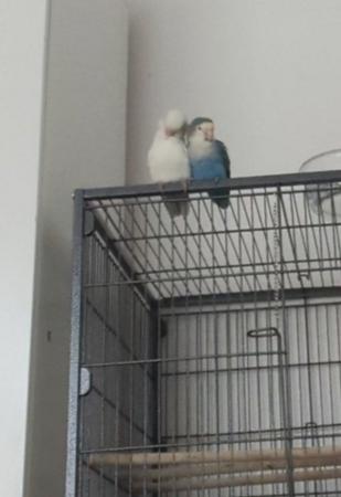 Image 4 of Breeding pair of lovebirds sold together.