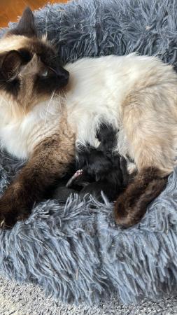 Image 3 of Ragdoll x kittens. Pure Black. READY NOW
