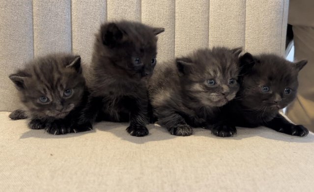 Image 1 of Beautiful Dark Silver Tabby and Black Kittens TWO LEFT