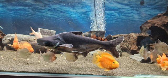 Image 5 of Iridescent Shark 2.5ft catfish