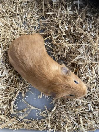 Image 3 of Baby Female Guinea Pig For Sale