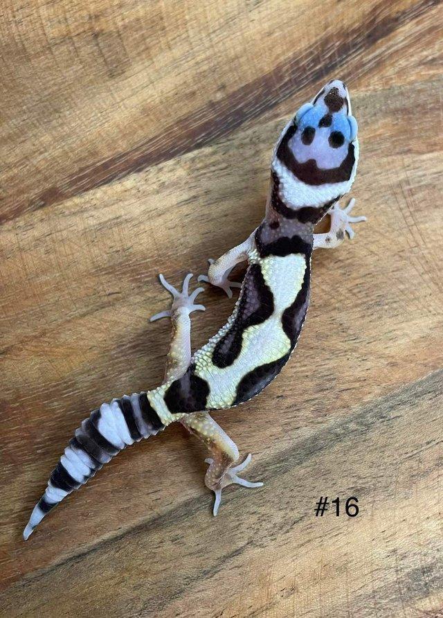 Preview of the first image of Stunning baby Leopard Gecko Varieties.