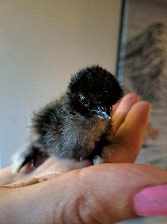 Image 5 of Silkie bantam chicks available now
