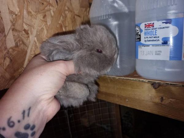 Image 3 of Mini lop baby's mixed litter hobby breeder