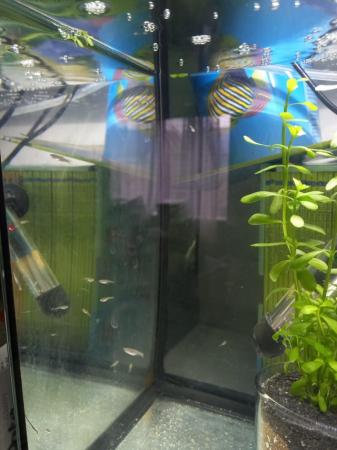Image 2 of 2 weeks old Guppies available 50p each