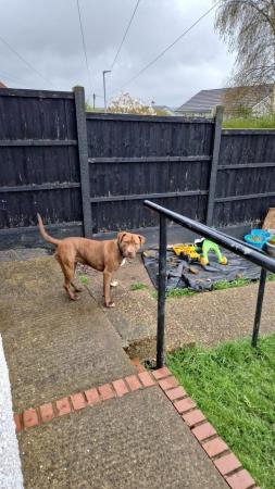 Image 10 of 2 year old female staffordshire bull terrior cross labradour