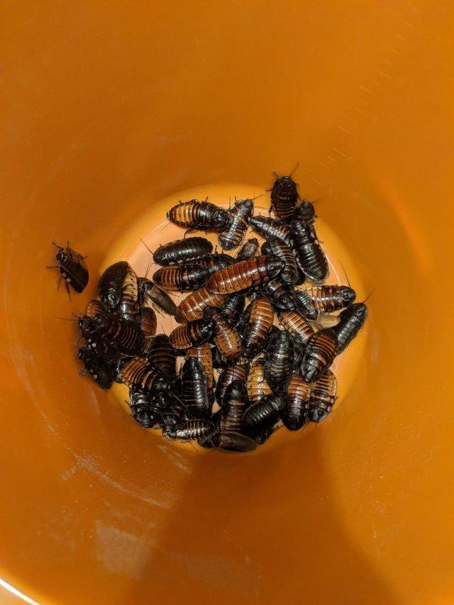 Preview of the first image of *not currently selling* Hissing cockroaches.