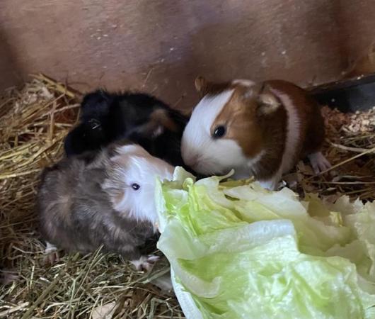 Image 2 of Baby Guinea pigs - males