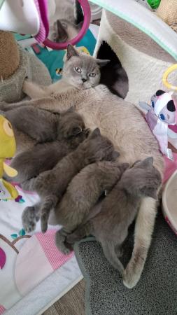 Image 11 of Amazing and Friendly British Shorthair Kittens for sale!!!