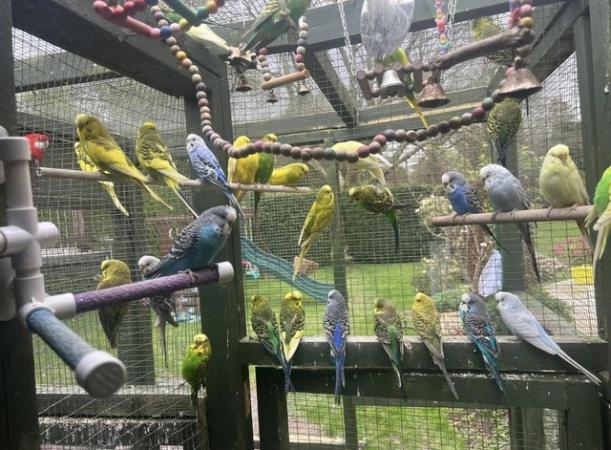 Image 5 of Adorable budgies for sale