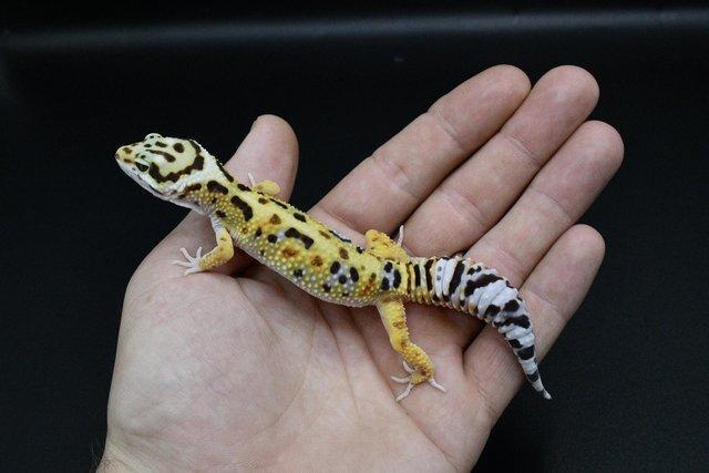 Image 3 of Leopard Gecko (normal bold bandit cross) (hatch7/8/23)
