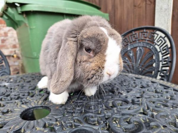Image 1 of TWO PURE BRED MINI LOP RABBITS FOR SALE..