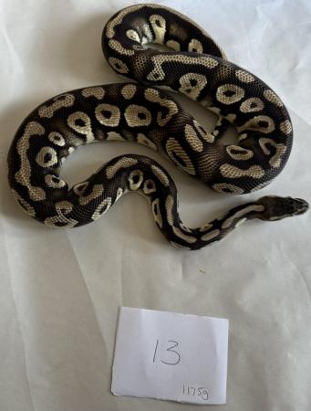 Image 15 of Ball pythons, selling whole collection plus vivs