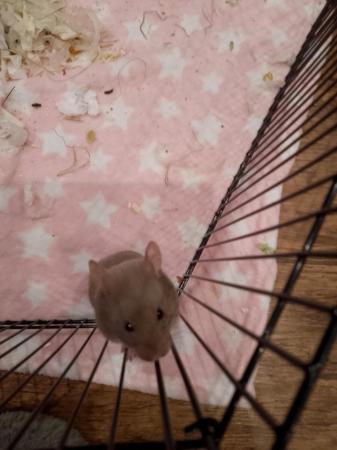 Image 1 of Lovely female hamster with cage and toys
