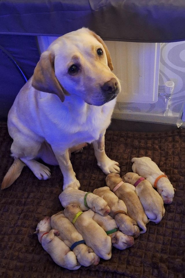 Preview of the first image of Labrador puppie 1 boy left.