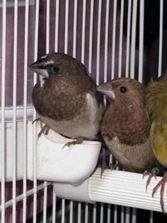 Image 1 of Pairs of Bengalese finches for sale