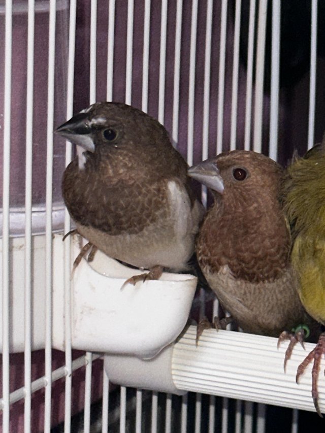 Preview of the first image of Pairs of Bengalese finches for sale.