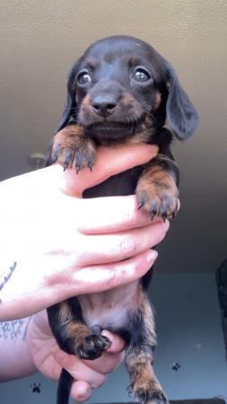 Image 5 of Beautiful Mini dachshund puppy’s