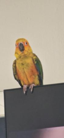 Image 4 of 9month healthy sun conure for sale £470 no offers