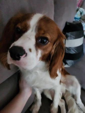 Image 3 of One year old male cavalier needing forever loving home