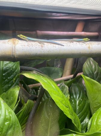 Image 5 of Phelsuma klemmeri - neon day gecko