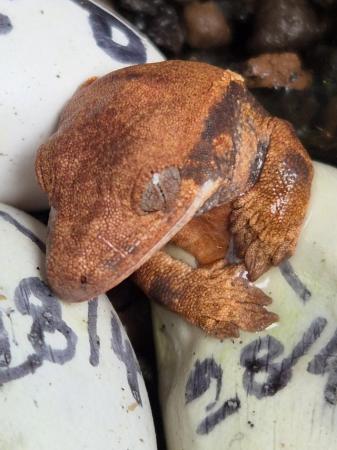 Image 27 of Gecko's Gecko's Geckos!