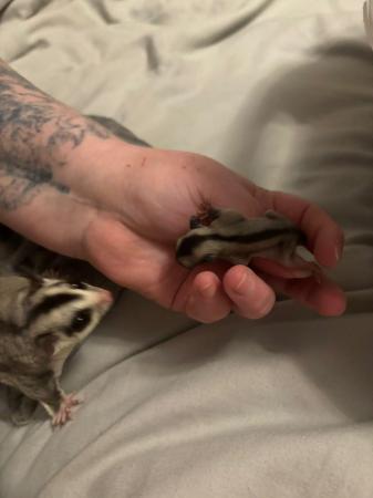 Image 5 of Sugar Glider babies, poss white face SPC