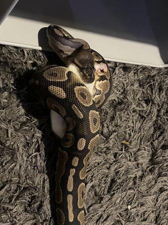 Image 2 of 15 months old royal python