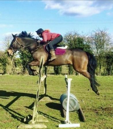 Image 1 of 17.2hh Allrounder horse for sale.