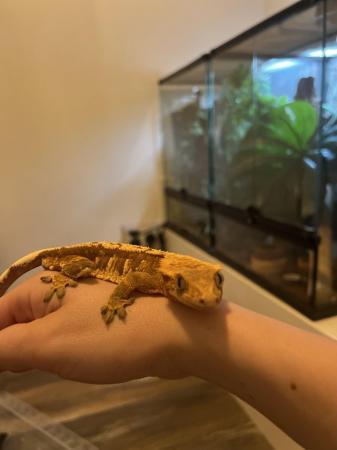 Image 5 of Flame Male Crested Gecko 35g