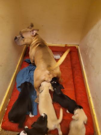 Image 5 of Pocket bully x maltese terrier puppys