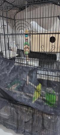 Image 4 of 3 Male Budgies for Sale with Cage Looking for a new Home