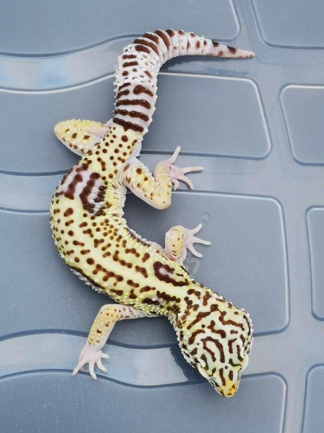 Preview of the first image of For sale Trio of Iranian Leopard Geckos.