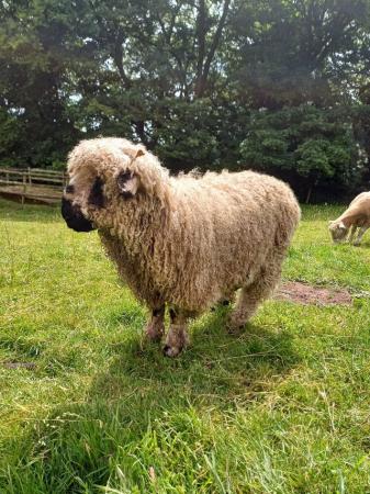 Image 3 of Valais cross ewe lambs 50% and 75%