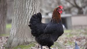 Preview of the first image of FRENCH COPPER MARAN HATCHING EGGS FOR SALE.