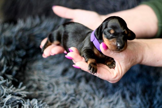 Image 10 of Ready Now only 4 dachshunds left