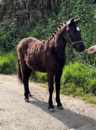 Image 1 of Pretty yearling gelding. Dinky Dartmoor hill pony