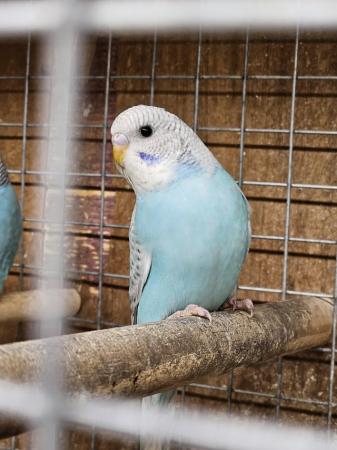 Image 3 of Turquoise baby Budgie, very pretty with lace wings