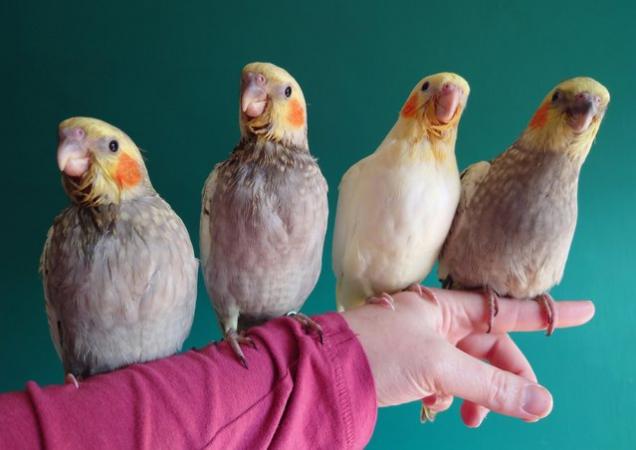 Image 20 of Hand reared silly tame DNA sexed baby cockatiels