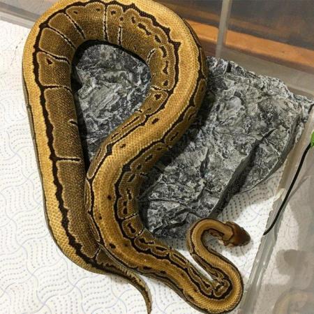 Image 6 of *PRICE DROPPED* ROYAL PYTHONS male and females