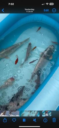Image 1 of sturgeon And koi And a few other fish job lot