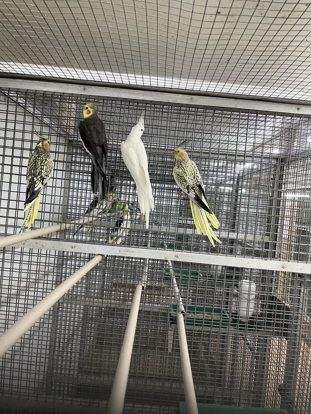 Preview of the first image of Baby Cockatiels £80 each.