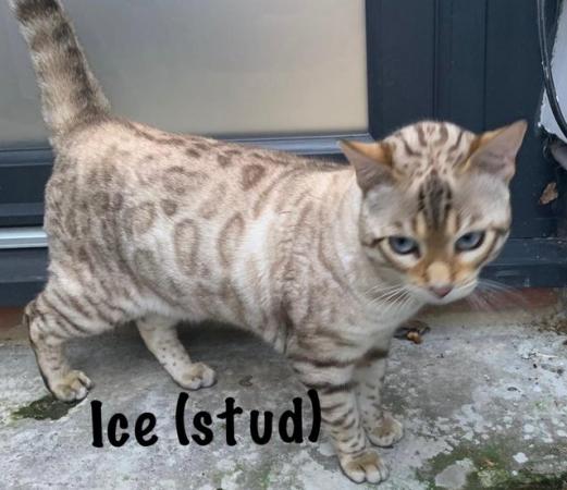 Image 5 of High Quality TICA Registered Snow Lynx Bengals