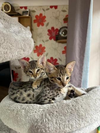 Image 5 of Savannah kittens F3 , ready to go now