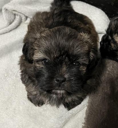 Image 1 of 4 Beautiful Shorkie Puppies for sale - Shih Tzu Cross