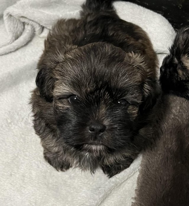 Preview of the first image of 4 Beautiful Shorkie Puppies for sale - Shih Tzu Cross.
