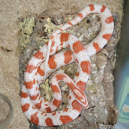Image 2 of Lots of corn snakes for sale £30 each