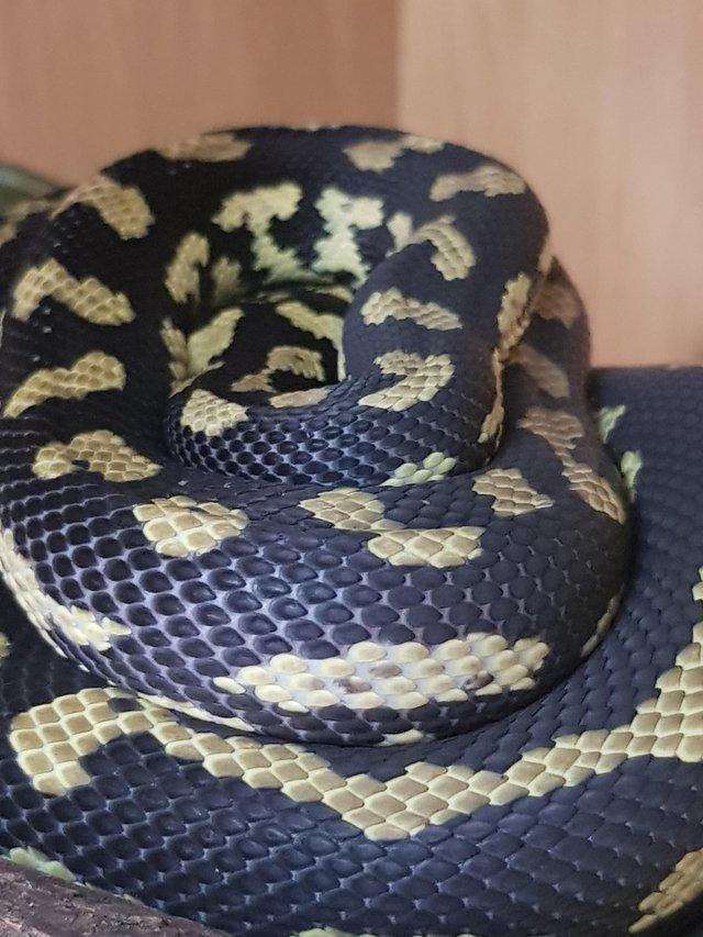 Preview of the first image of Jungle carpet pythons....